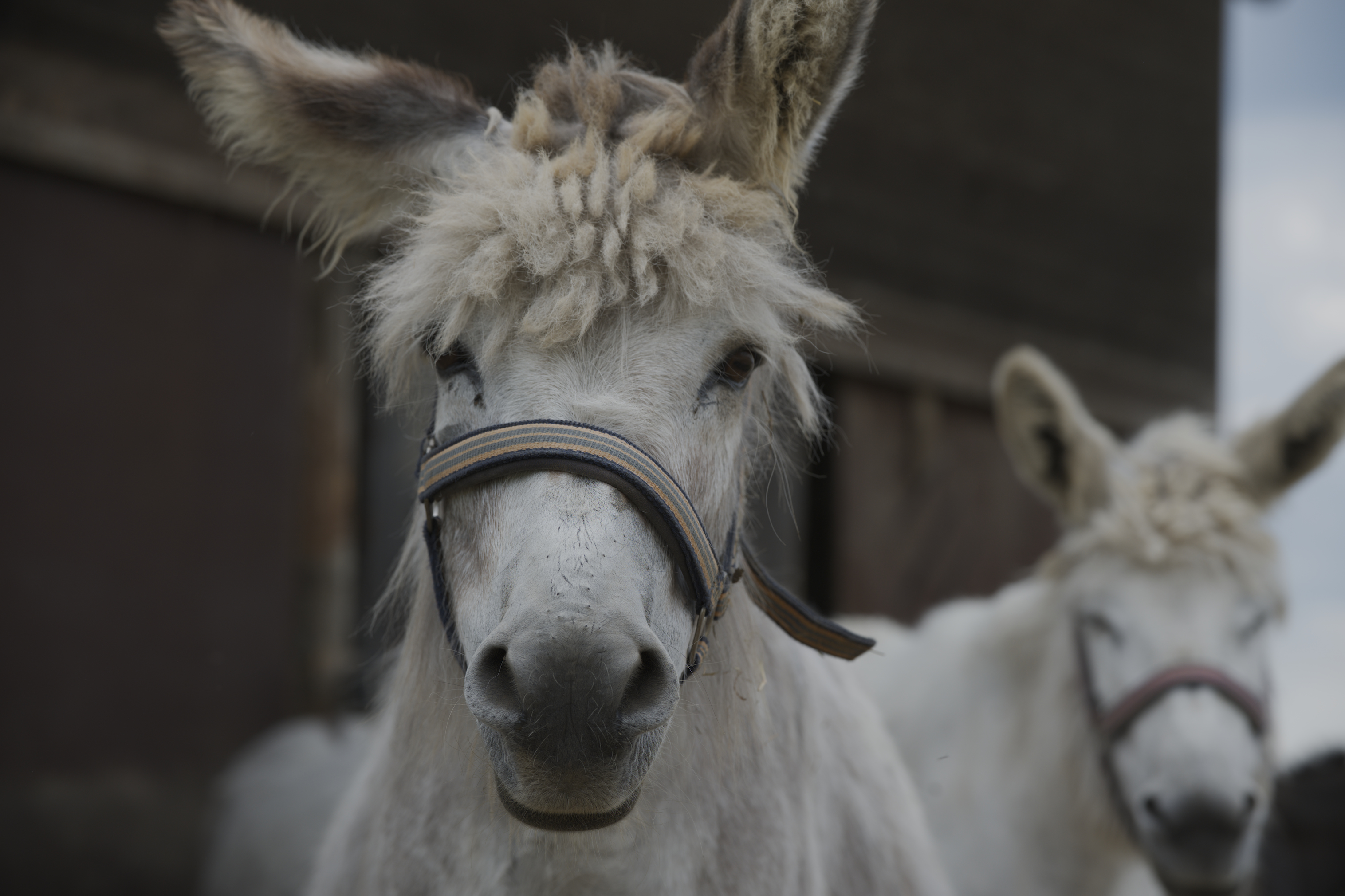 donkey